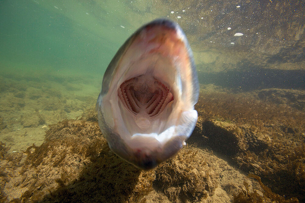  Barschartige Fische wie der Zander saugen ihre Beute mit einem starken Unterdruck an, den sie durch Aufreissen von Kiemen und Maul erzeugen. Eine Hakenverletzung kann dabei ähnlich wirken, wie wenn man durch einen Strohhalm trinken will, der ein Loch hat. | Foto: Michel Roggo  