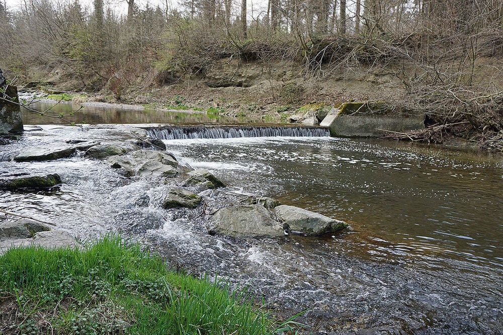  Mit verhältnismässig wenig Aufwand kann ein naturnahes Umgehungsgewässer (links) erstellt werden, das von den wandernden Fischen rege benutzt wird.  