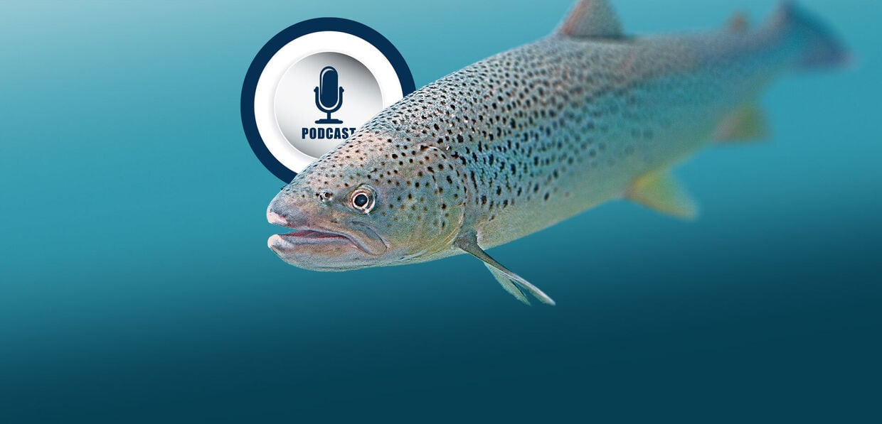 [Podcast |] 12 Monate, 12 Fische 