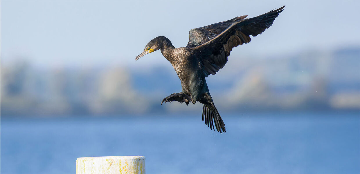 [Kormoran und Fischerei:] Ein ungelöstes Problem