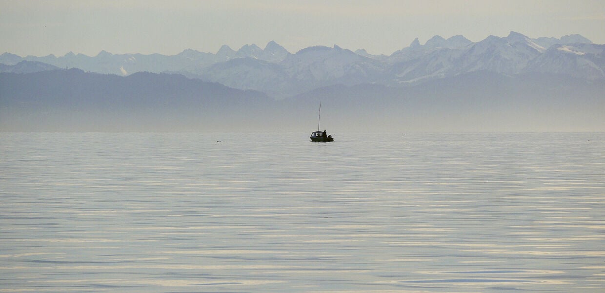 Fettflossen-Krise am Bodensee