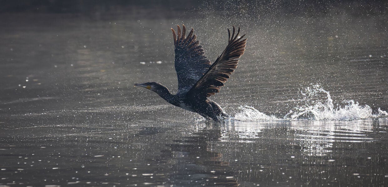 [Zum Kormoran:] Die Position der Hobbyfischer