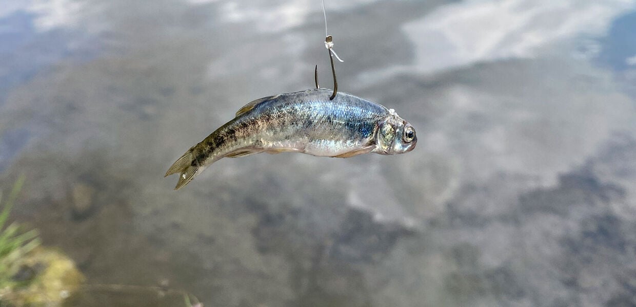[Am Bergsee:] Köderfisch des Jahres