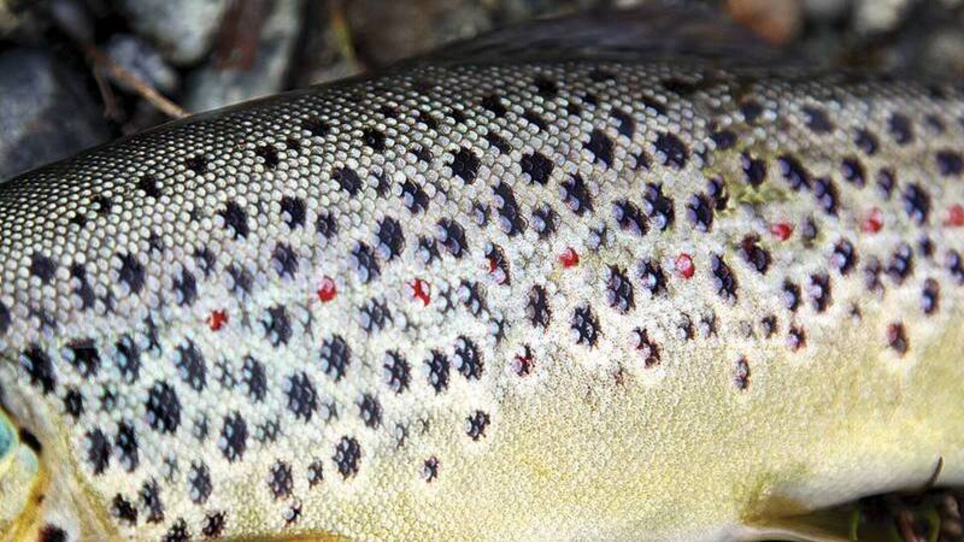 Geschuppt sind alle Fische grau