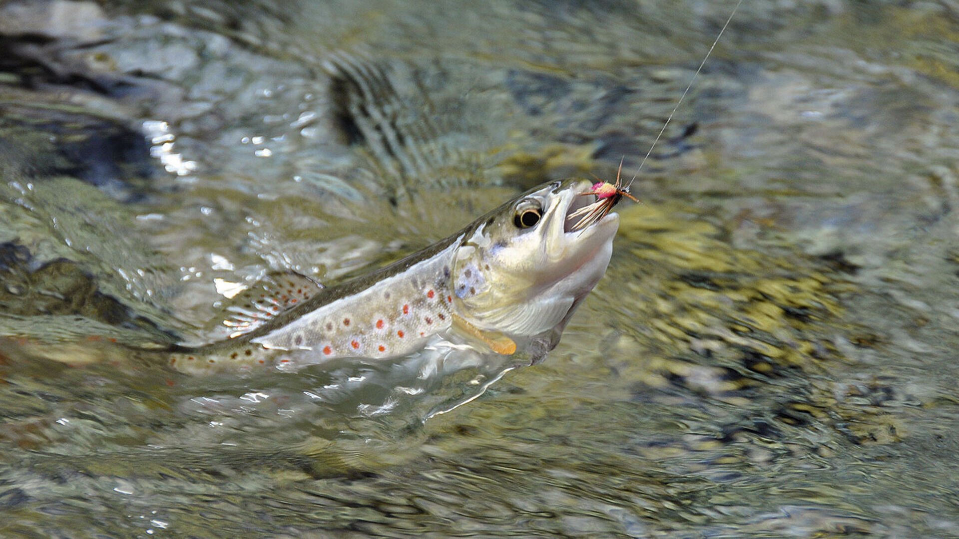 Mit der Fliege im Tal des grünen Wassers: Verzasca!