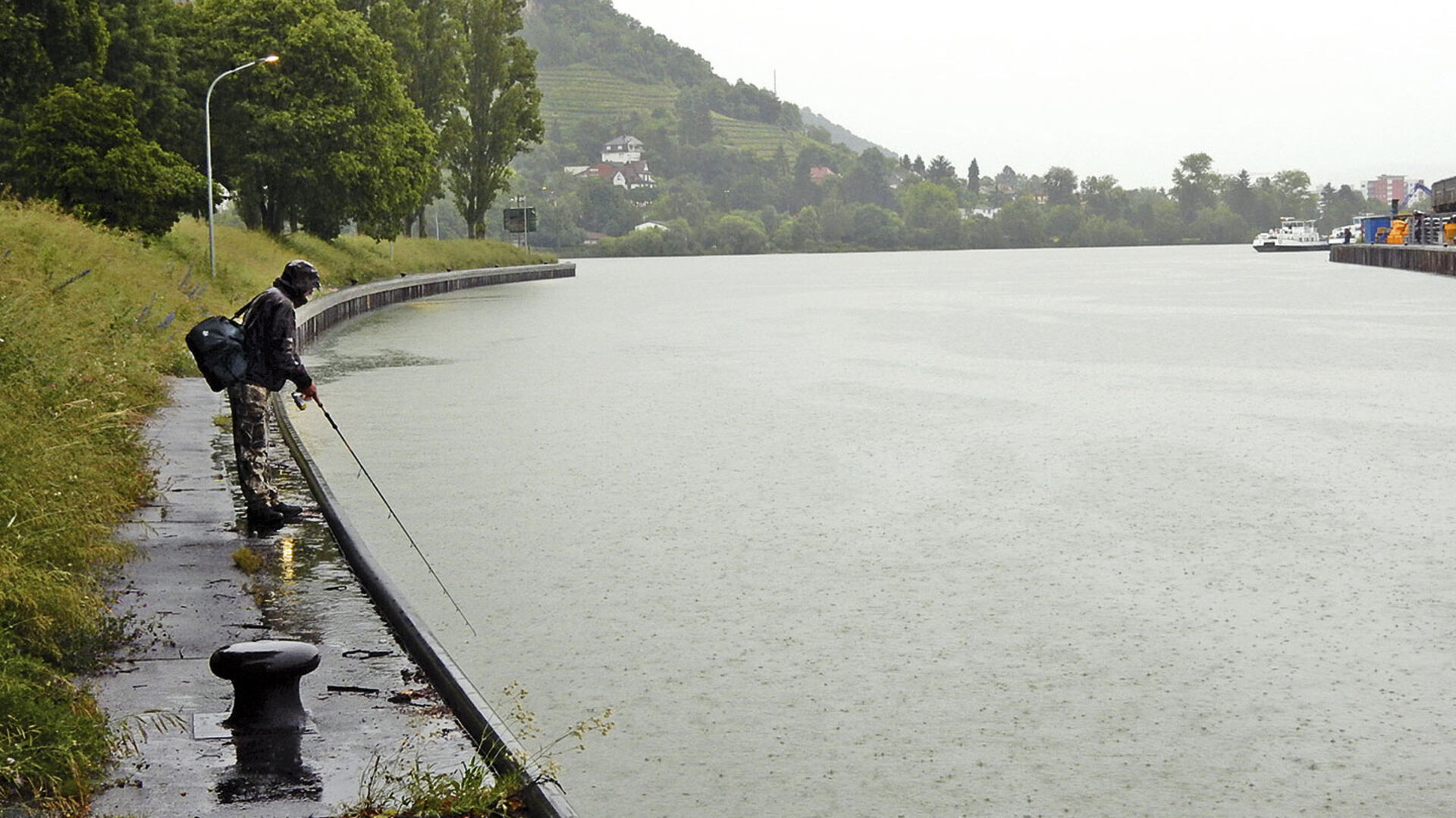 Der Wels im Basler Rhein