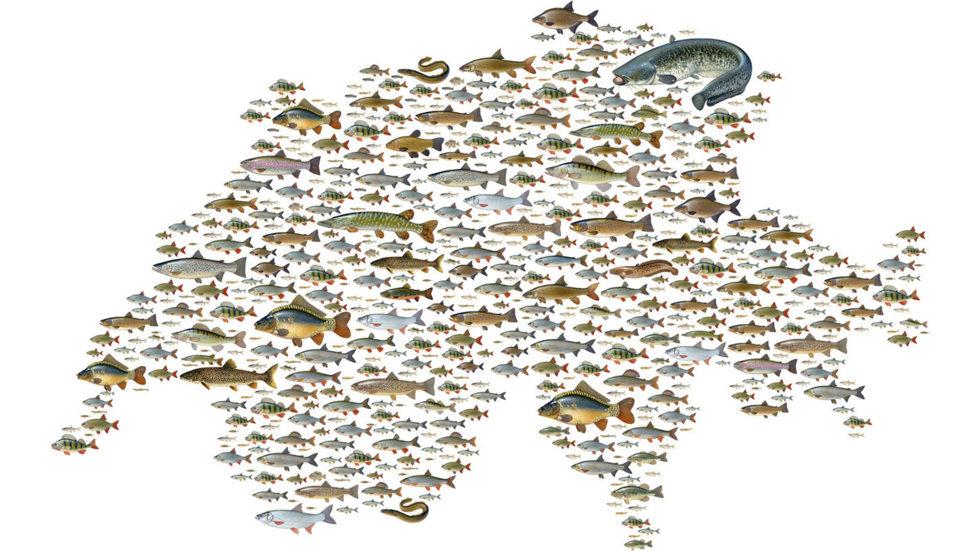 Etat des lieux des poissons suisses