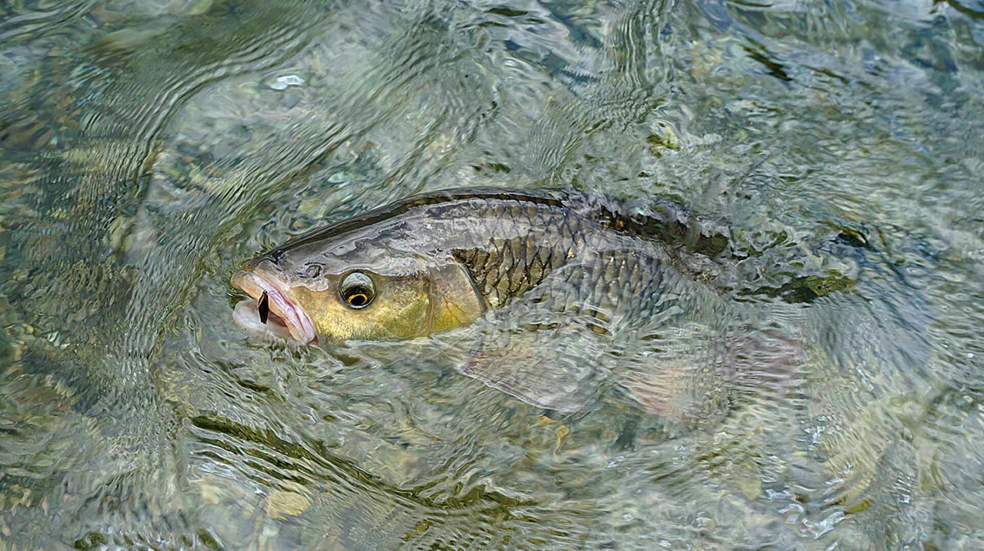 Mit der Fliege auf Fluss-Alet