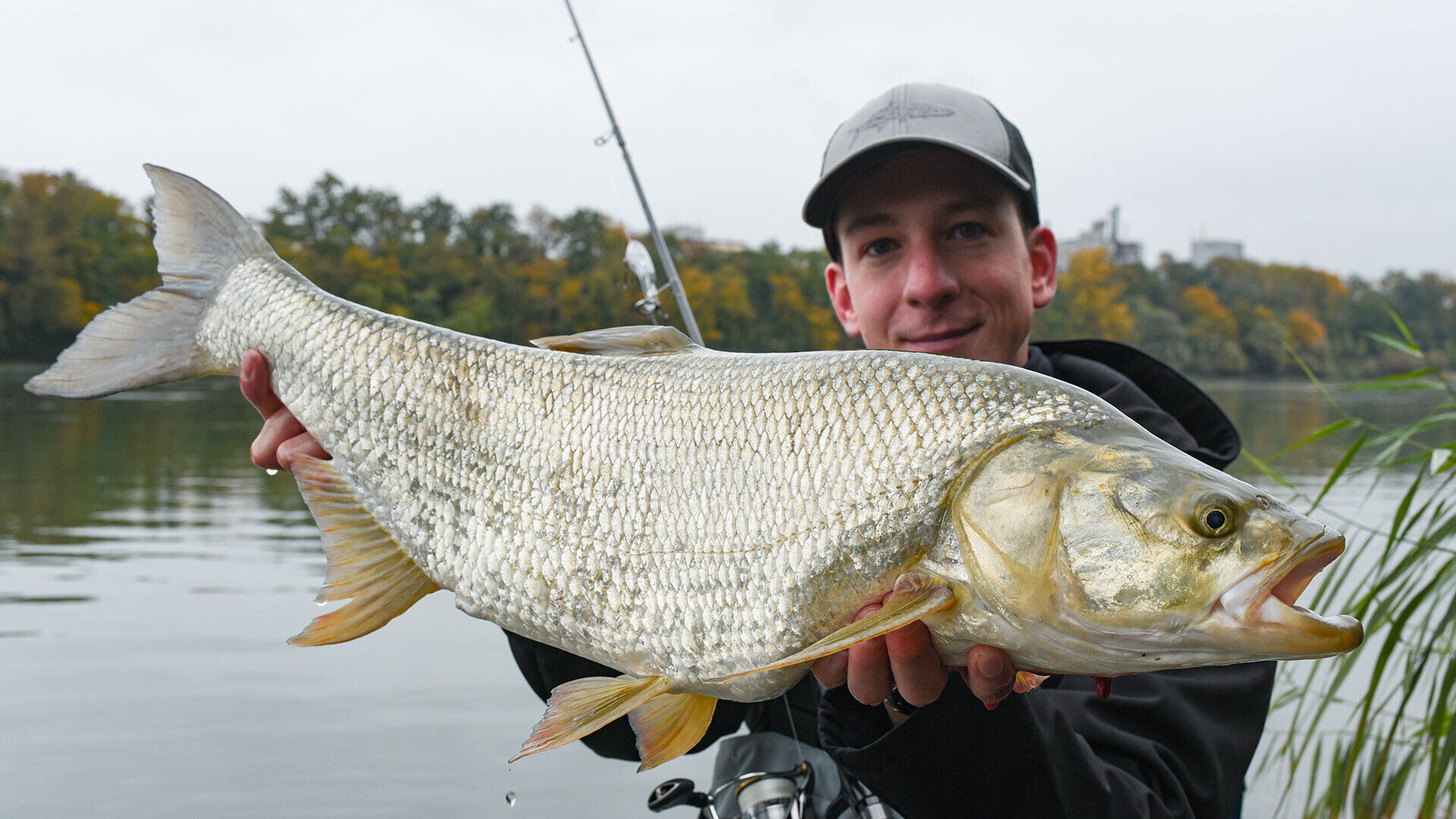 Der nicht so friedliche Friedfisch