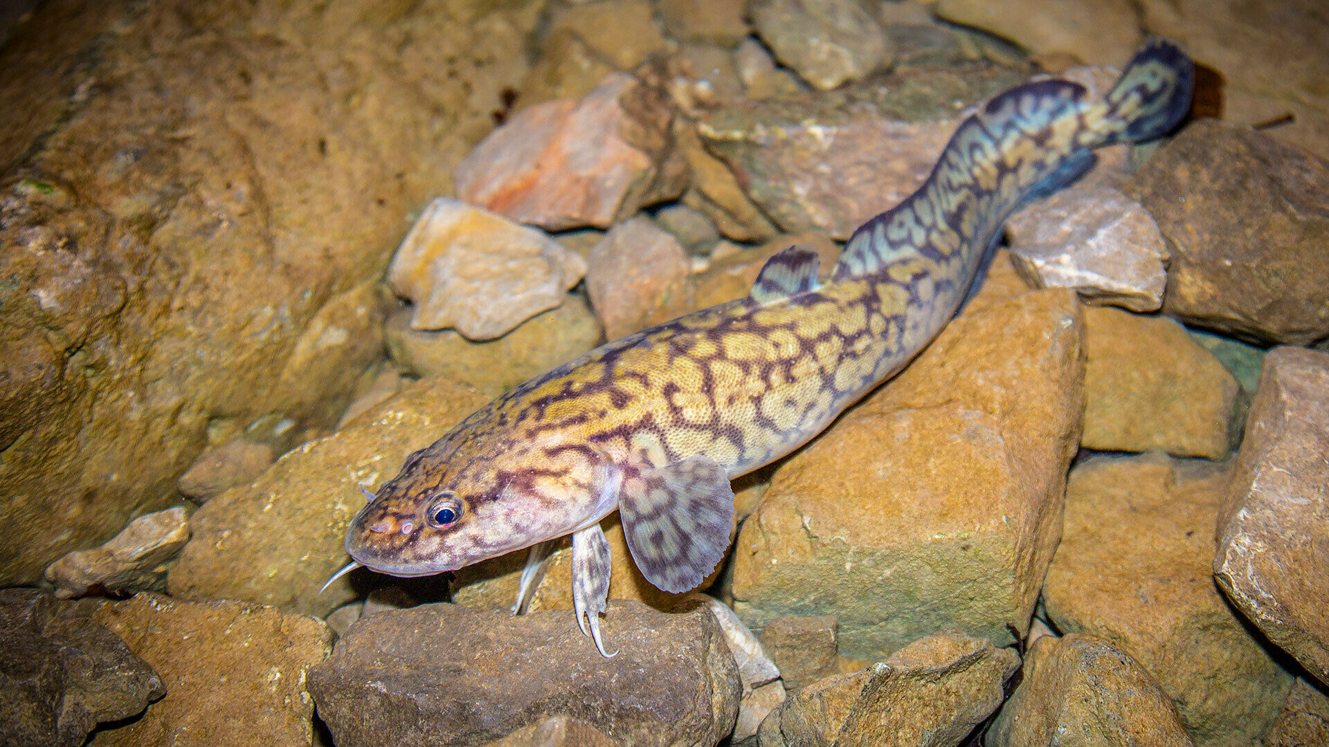 [Neue Ideen für Trüschen:] Fallen stellen mit Finesse