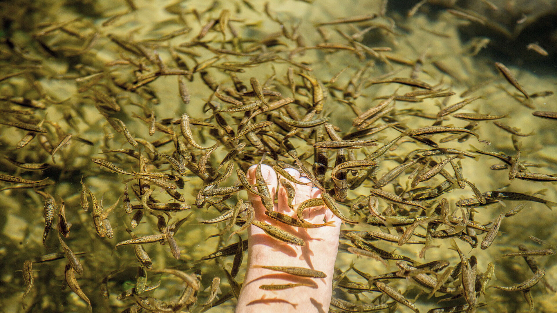 Fisch des Jahres 2026 – Elritze