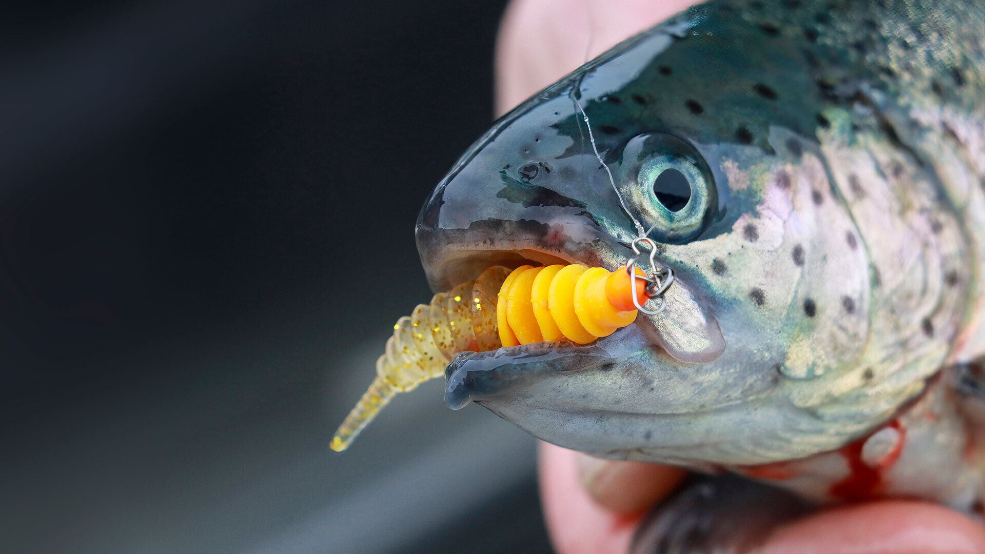 Mit Micro-Jigs auf Lungerersee-Forellen