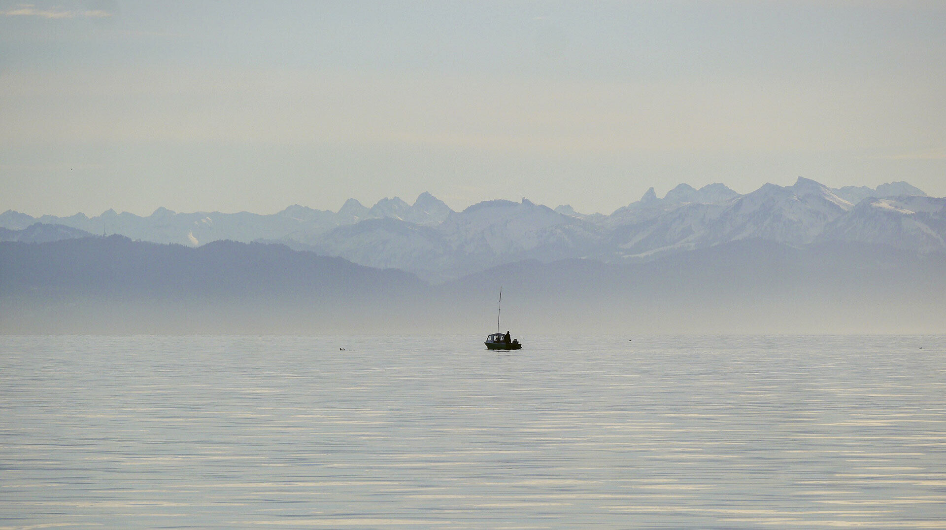 Fettflossen-Krise am Bodensee