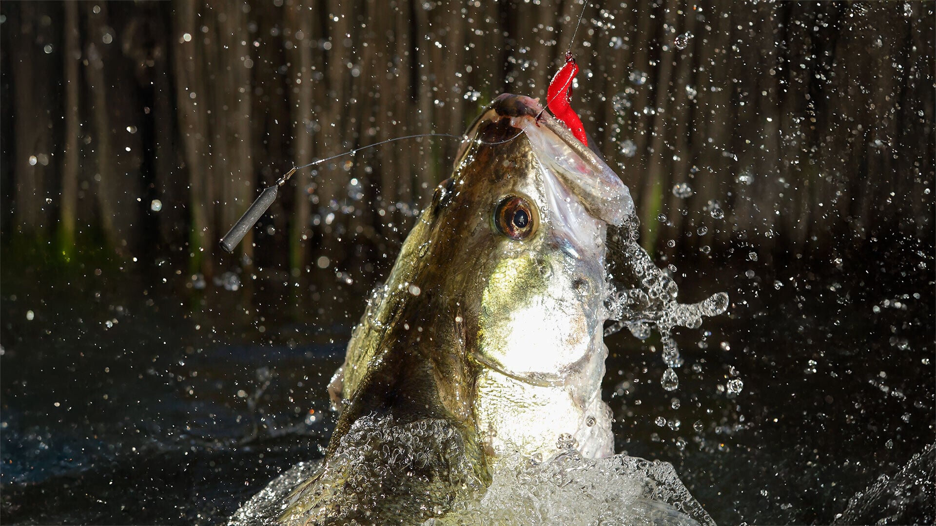 [Zander:] Wie wir Fischer ihren Charakter ändern