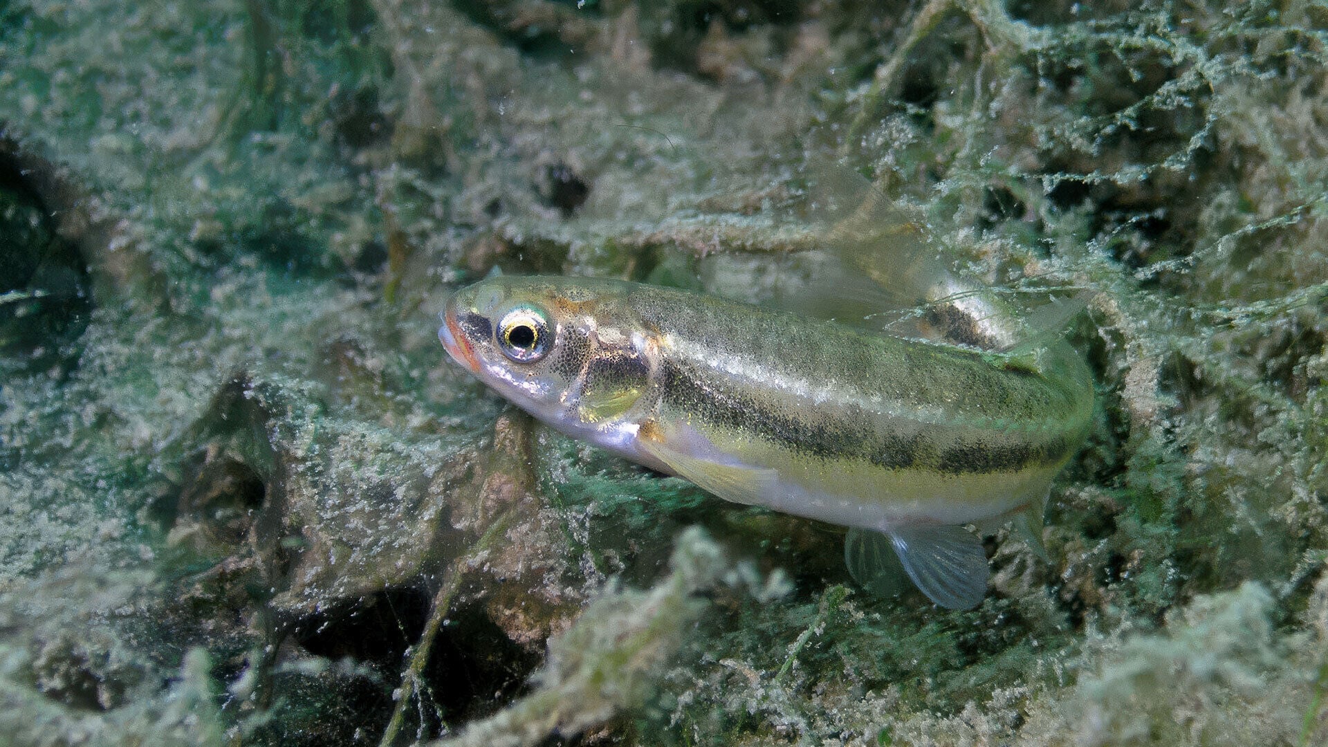 [Elritze – Fisch des Jahres 2026]</br>Klein aber oho!