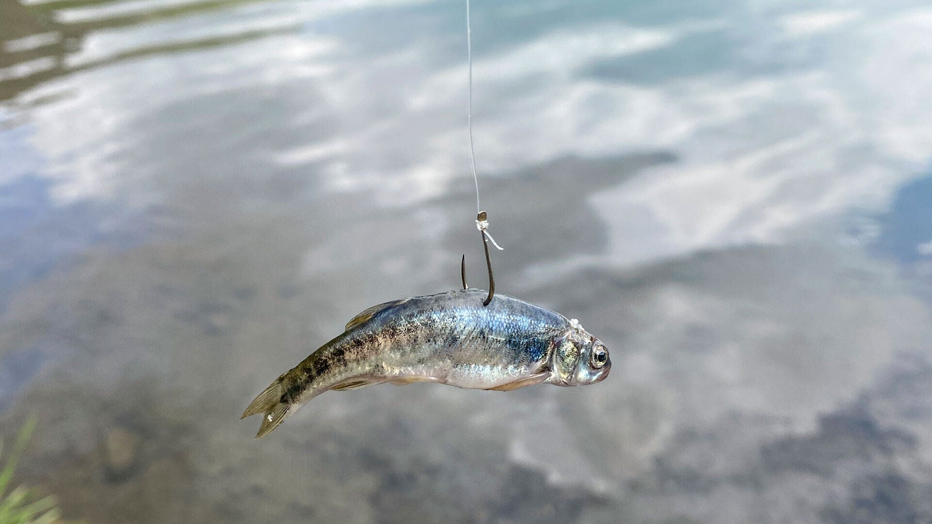 [Am Bergsee:] Köderfisch des Jahres