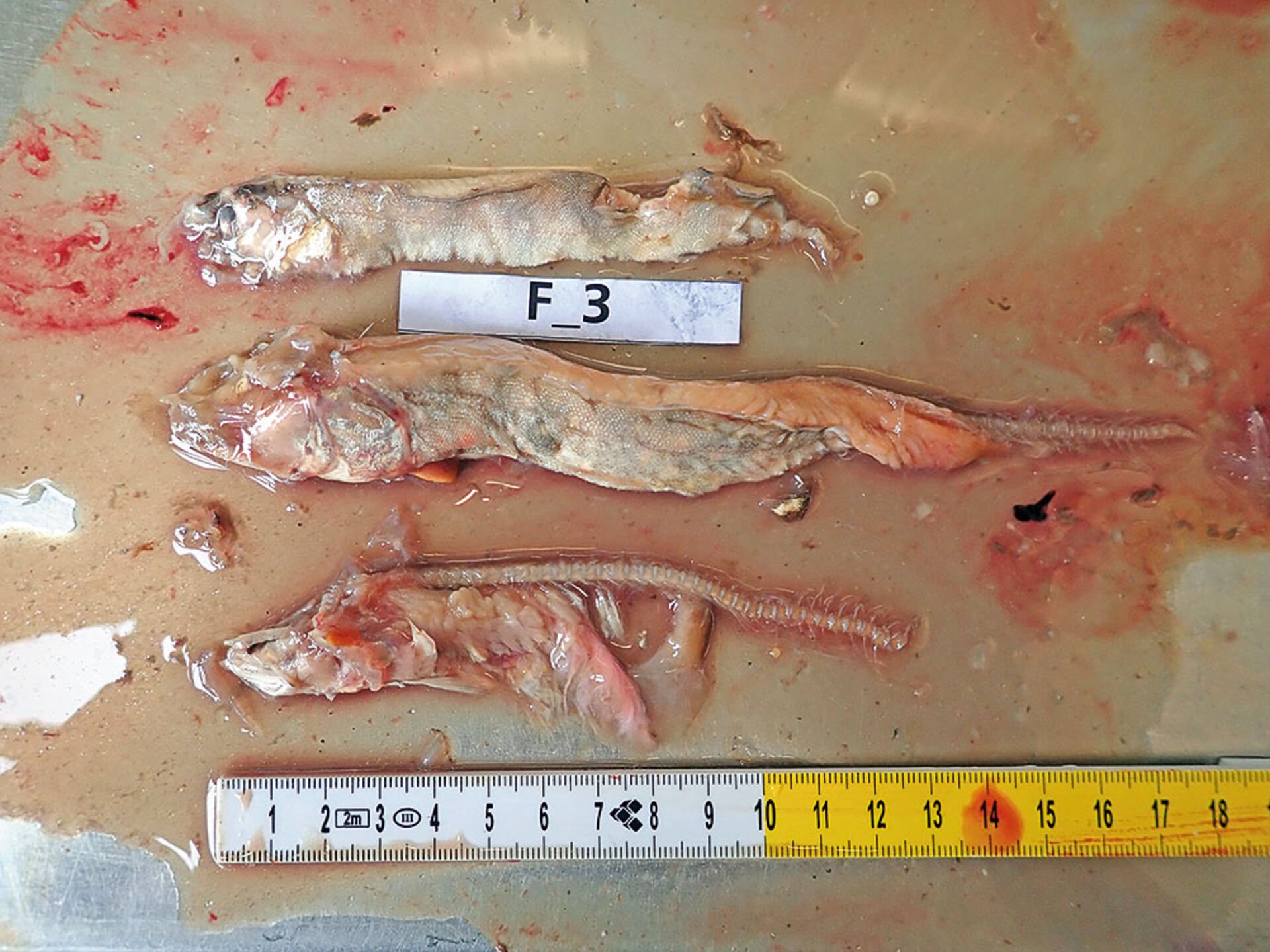  Der Mageninhalt eines gefangenen Namaycush offenbart die enorme Fressgier der Tiere (Hier: 3 Seesaiblinge mit Längen über 14 cm).  
