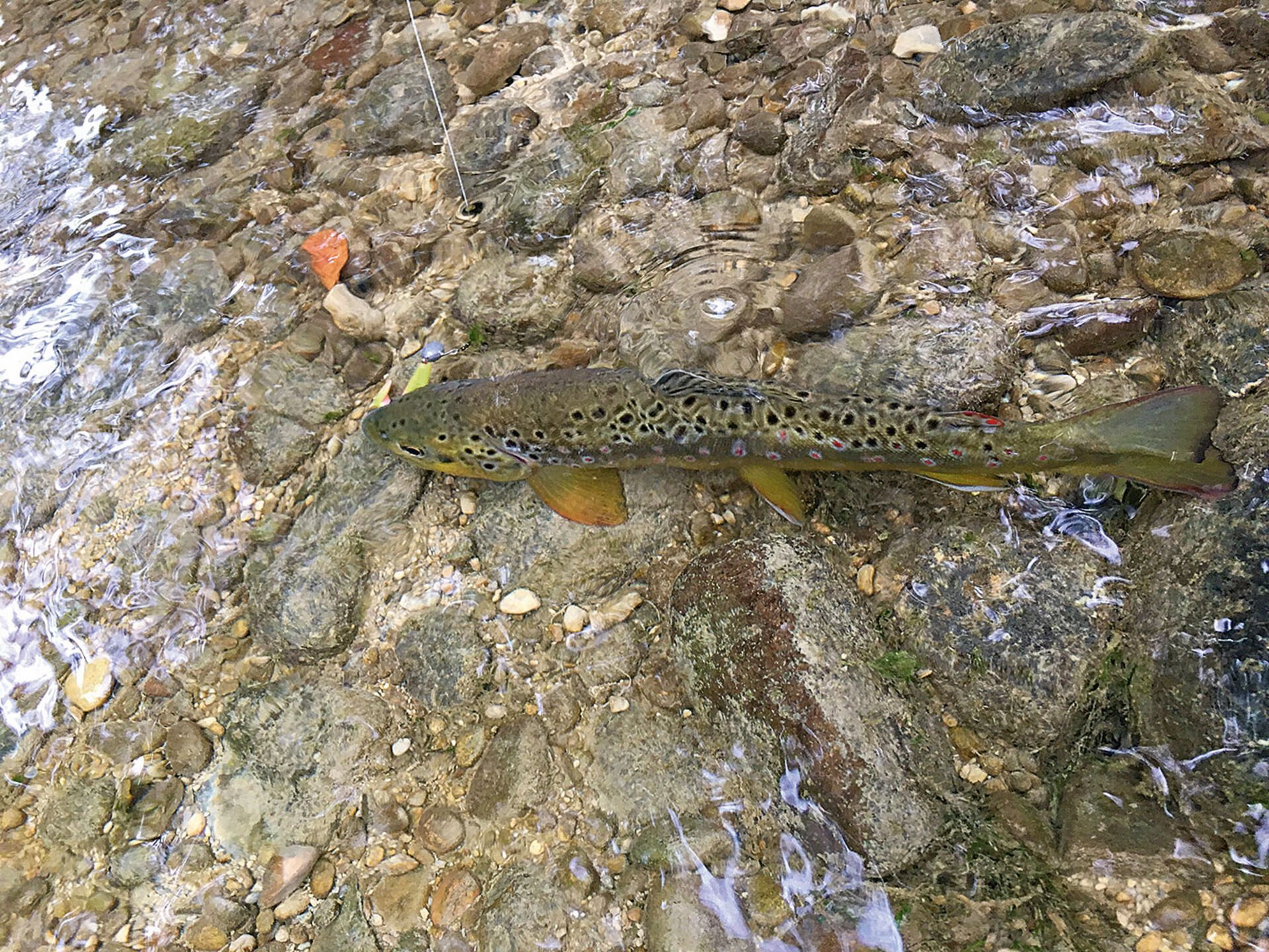  Le poisson en caoutchouc sur une tête de plomb est l'un des favoris de Ronny sur le ruisseau.  