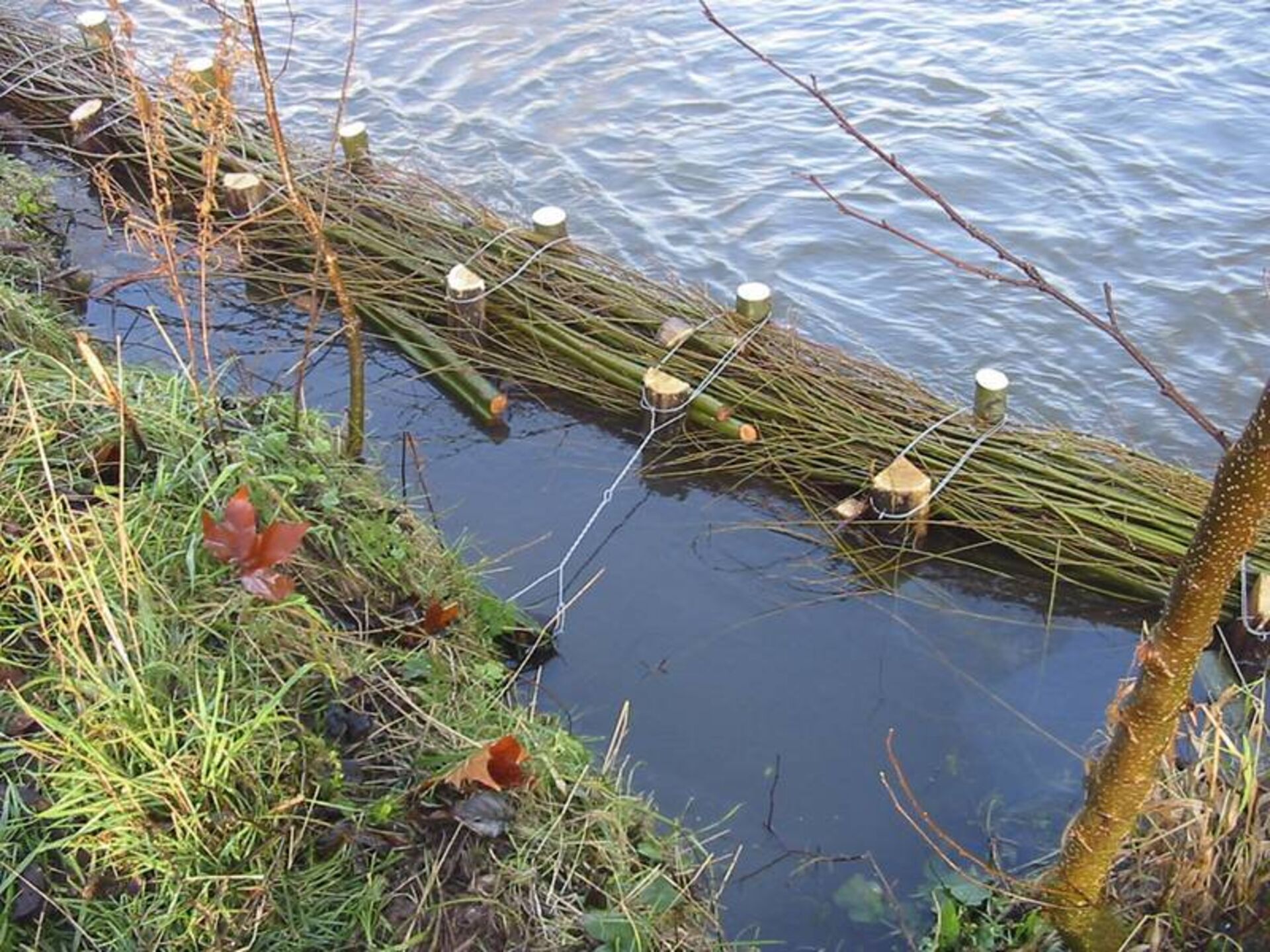  Mit Faschinen lassen sich monotone Gewässerufer relativ rasch und günstig aufwerten. Ihre reichhaltige Struktur bietet viel potenziellen Lebensraum für Kleintiere und Jungfische.  