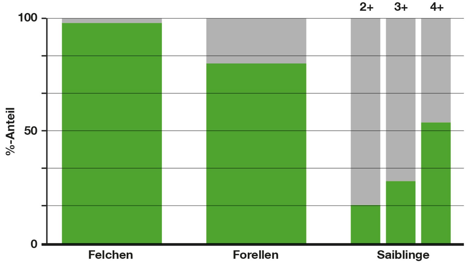  Abbildung 3: Prozentualer Anteil von naturverlaichten (grün) und aus dem Besatz stammenden lachsartigen Fischen (grau) im Genfersee. Die Seesaiblinge wurden in drei Alterklasse (2+, 3+ und 4+) unterteilt. Die Besatzfische haben eine höhere Sterblichkeit als ihre aus der natürlichen Fortpflanzung stammenden Artgenossen, deshalb nimmt der Anteil Seesaiblinge aus der Naturverlaichung über die Jahre zu. (Daten: Internationale Kommission der Genfersee-Fischerei)  