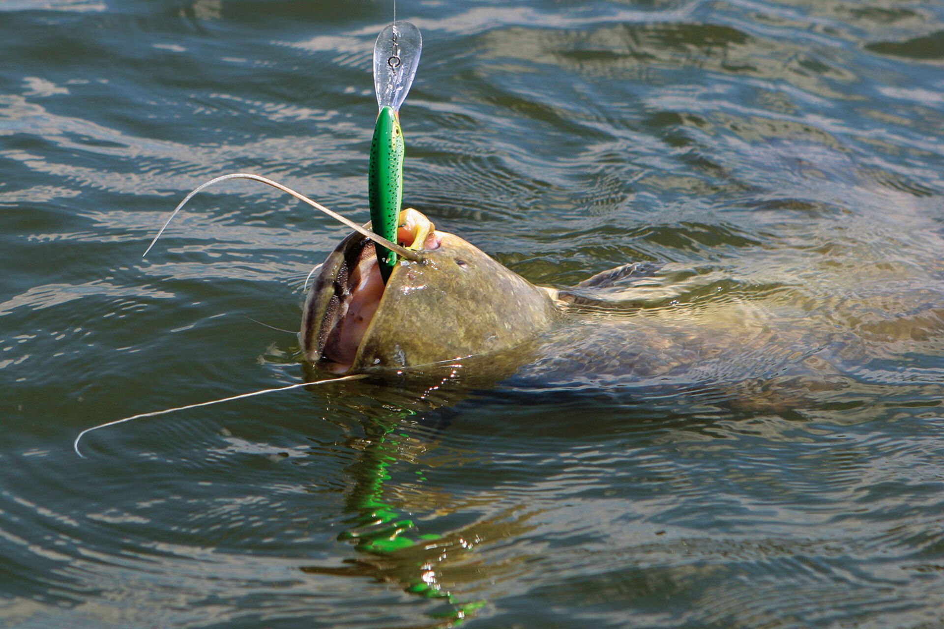  Kleine bis mittlere Welse beissen oft beim Zanderfischen auf Wobbler – hier auf einen Deep Tail Dancer von Rapala.  