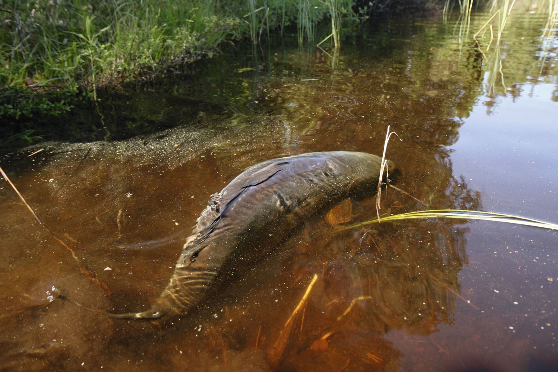  Ein gewaltiger Karpfen zieht im flachen Wasser am Ufer entlang – ein faszinierender Anblick.  