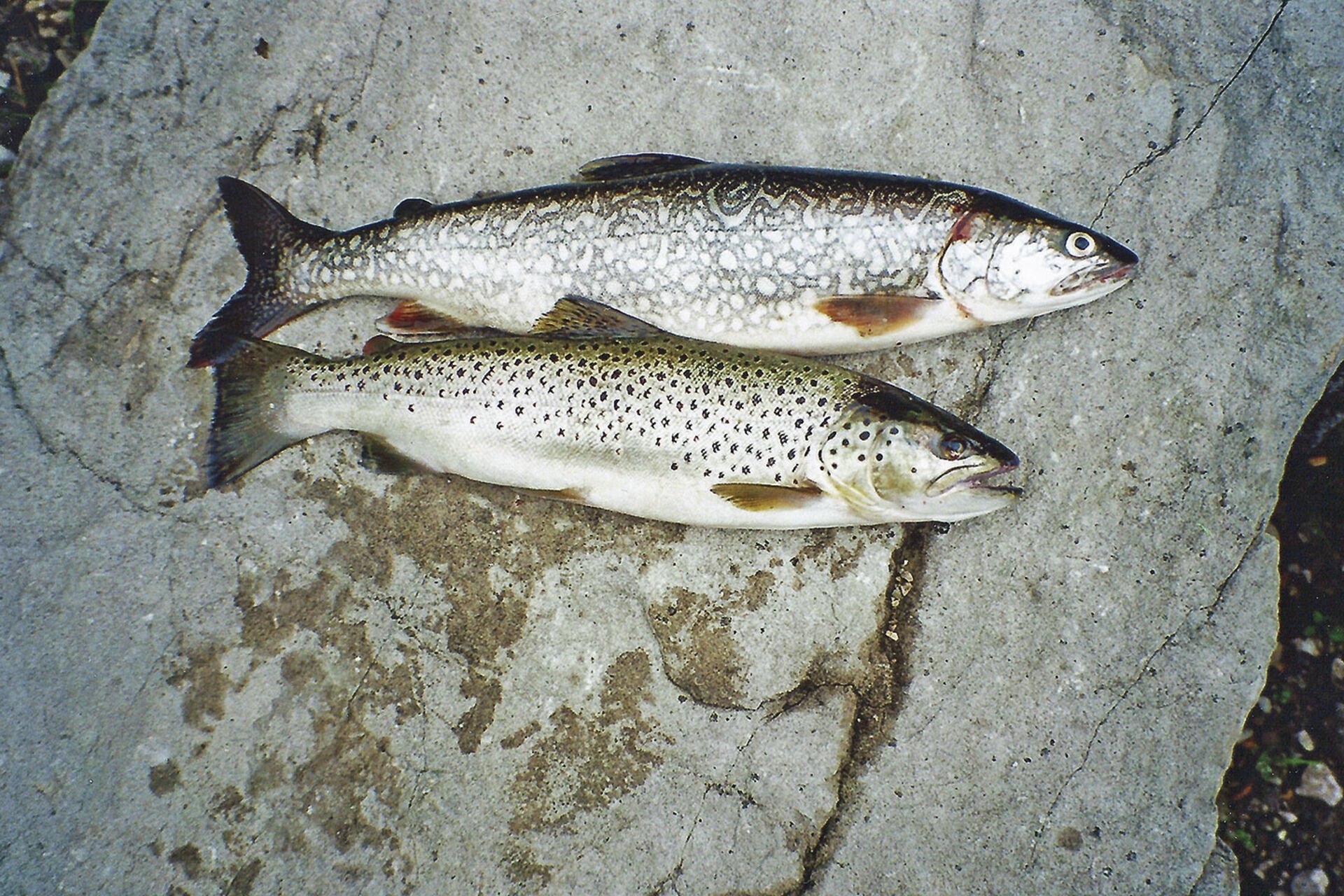  Ob Namaycush oder Forelle – die Fische aus dem Fählensee zählen zu den ganz schön Gezeichneten.  