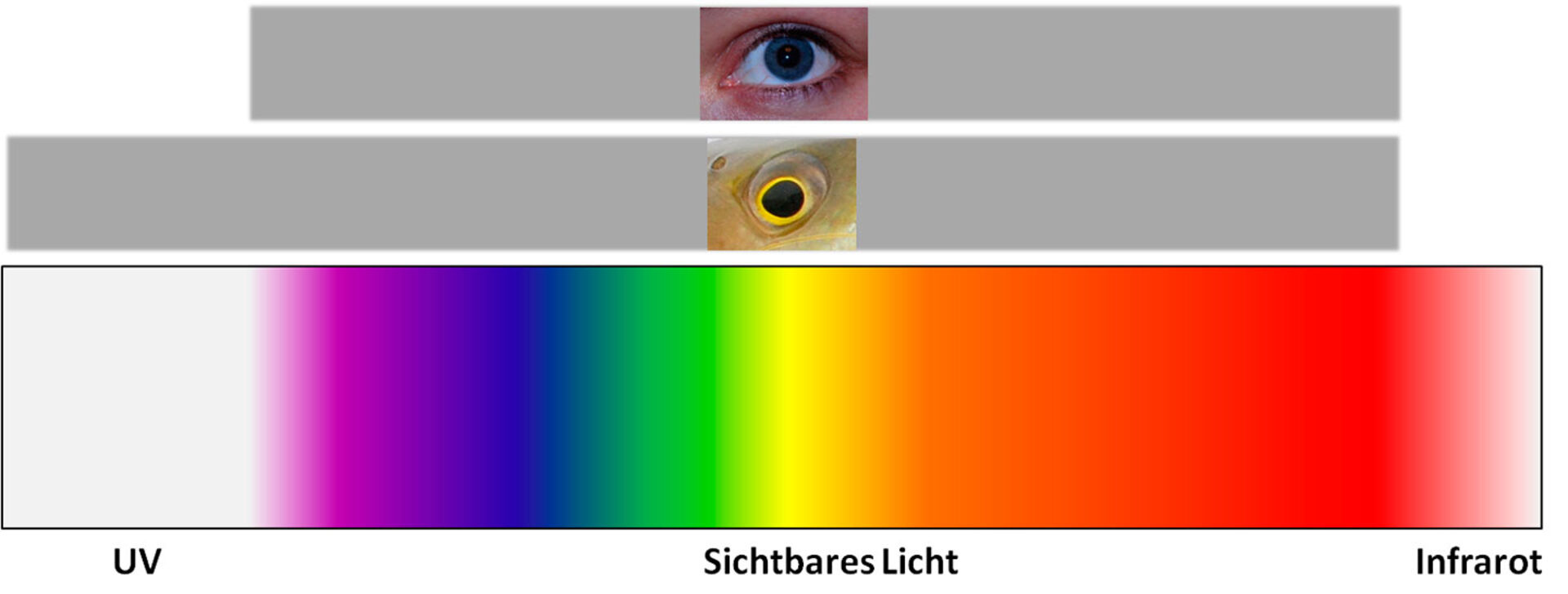  So unterschiedlich sehen wir – während unser Sehvermögen das UV-Licht komplett unbeachtet lässt, können viele Fischarten UV-Licht sehen. Sie haben dadurch ein breiteres Farbensehspektrum als wir.  