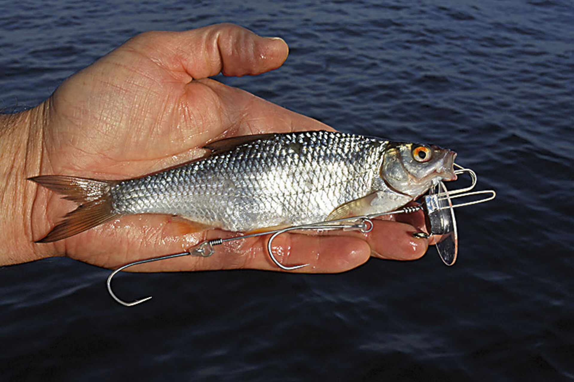  4. Der Köderfisch wird gerade und symmetrisch auf dem System montiert. Wenn Einzelhaken verwendet werden, empfiehlt es sich, diese mit kurzen Silikonschlauch-Stücken in ihrer Lage zu stabilisieren.  