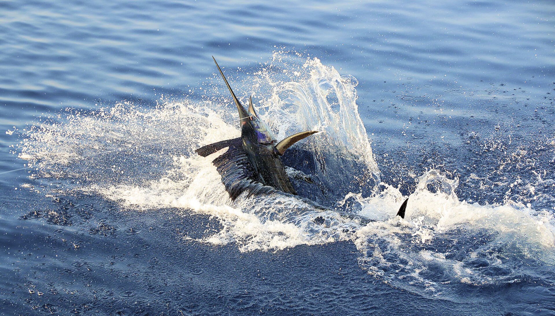  Auch wenn der Sailfish gehakt ist – gewonnen ist der Kampf mit diesem Gegner noch lange nicht!  