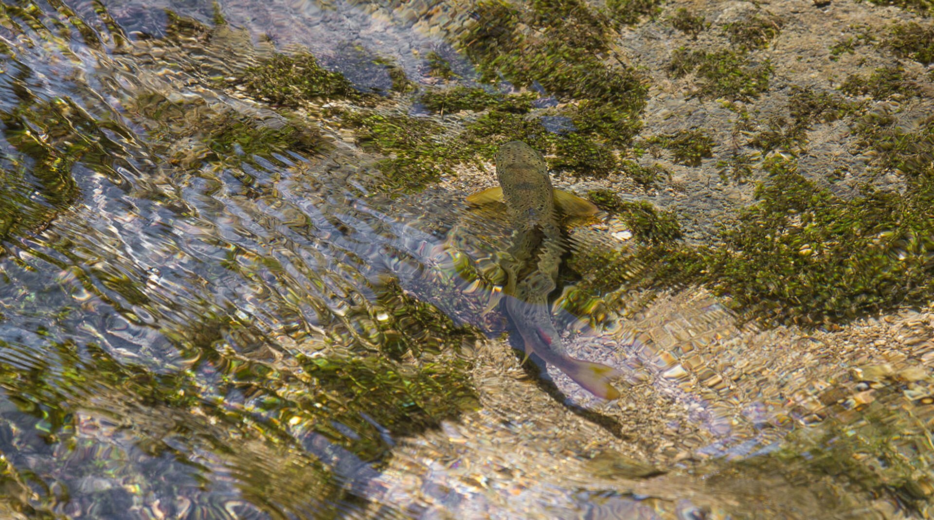  Nous, les pêcheurs, l'observons depuis un certain temps : les salmonidés des rivières du centre ne montent plus guère pour les insectes.  