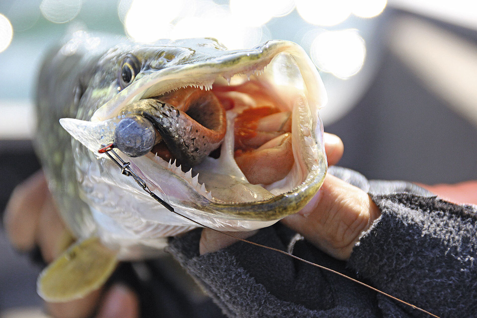  Gummifische am Bleikopf gehören zu den beliebtesten Raubfischködern. Mit Jigs kann man - geschleppt und geworfen - in verschiedenen Tiefen fischen. Sie lassen sich einfach über die Rolle und Rute variabel führen.  