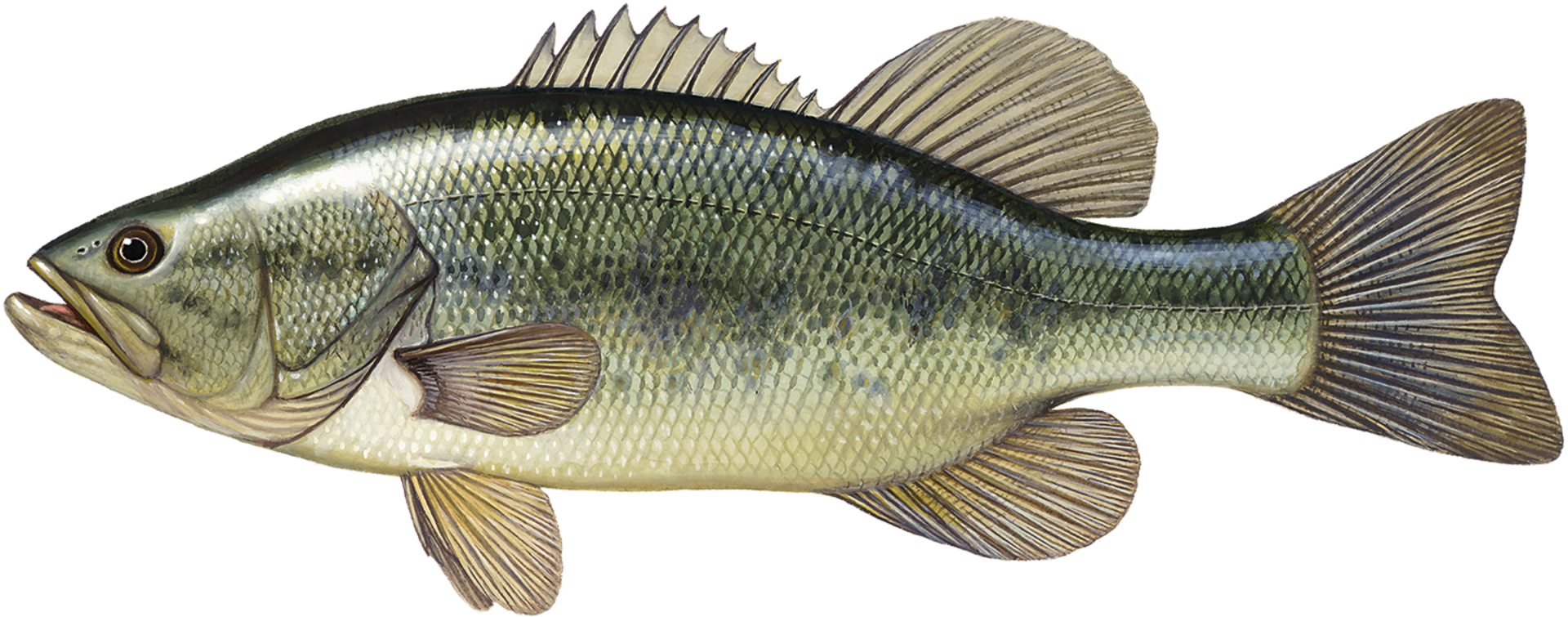  Largemouth Bass (Micropterus salmoides): Beim Forellenbarsch oder grossmäuligen Schwarzbarsch erstreckt sich die Mundspalte über den hinteren Rand des Auges. Kopf und Rücken sind hellgrün bis olivgrün.  