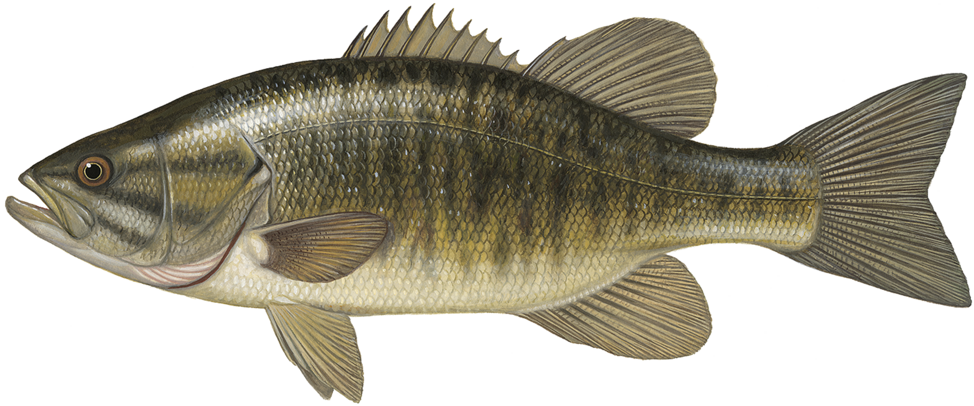  Smallmouth Bass (Micropterus dolomieui): Beim kleinmäuligen Schwarzbarsch endet die Mundspalte vor dem hinteren Rand des Auges. Kopf und Rücken sind bräunlich bis bronzefarben.  
