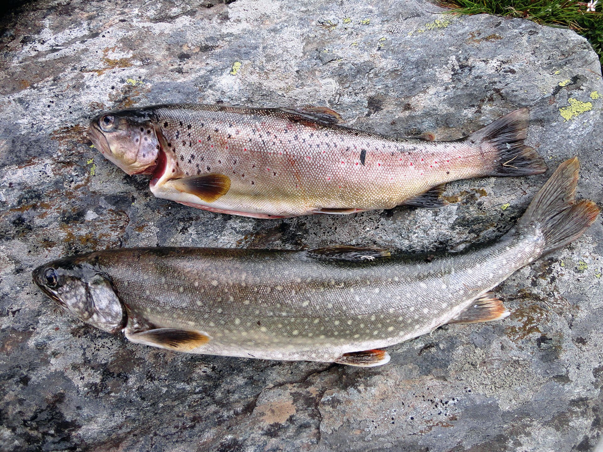  Neben der Forelle ist vorallem die Cristivomer (Namaycush; unten) die grosse Attraktion der Walliser Bergseefischerei.  