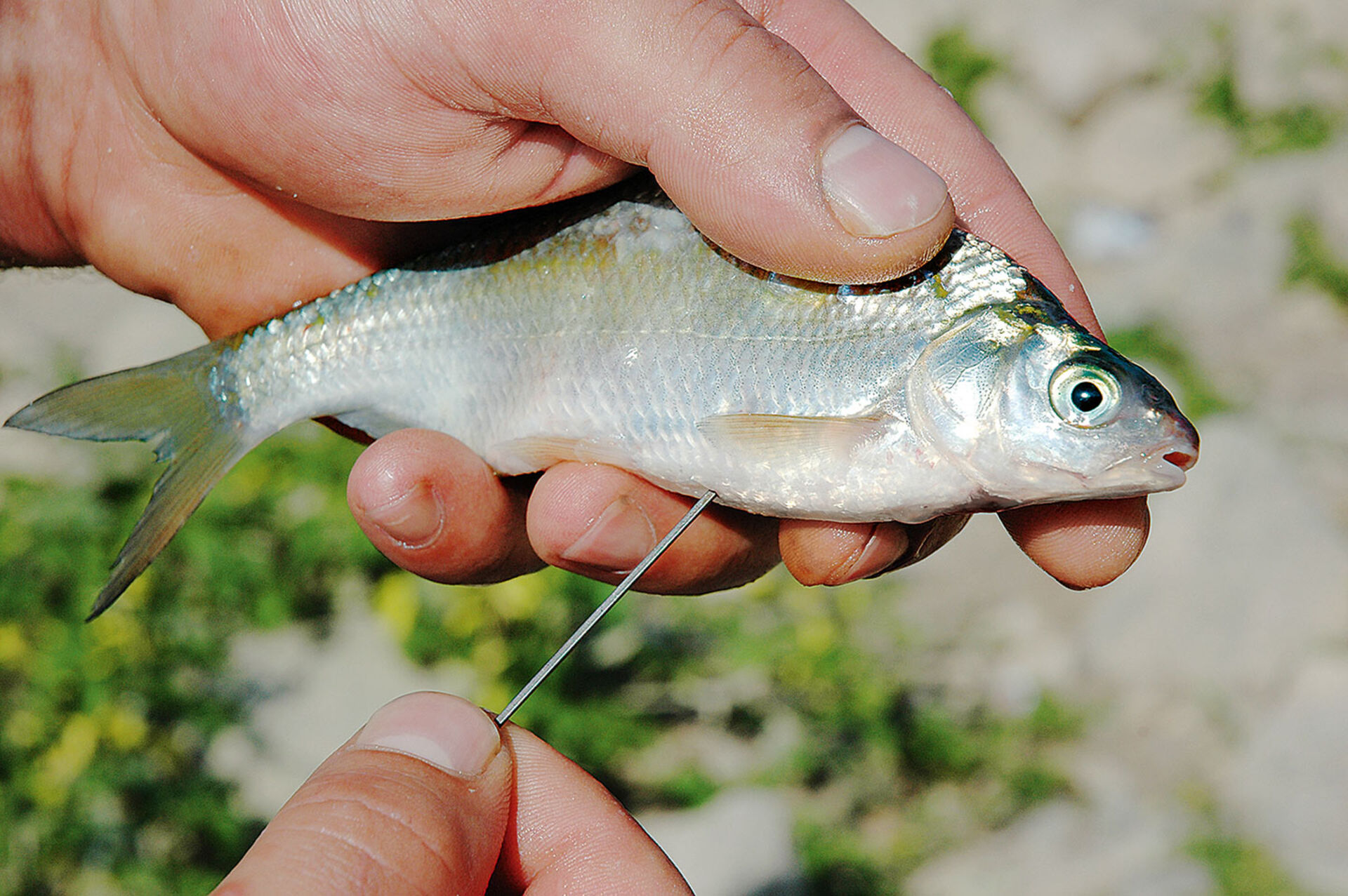  System-Tipp 1 | Tiefgang erwünscht: Wenn man die Schwimmblase des Fischs mit einer Köder­nadel durchsticht, sinkt er schneller ab.  