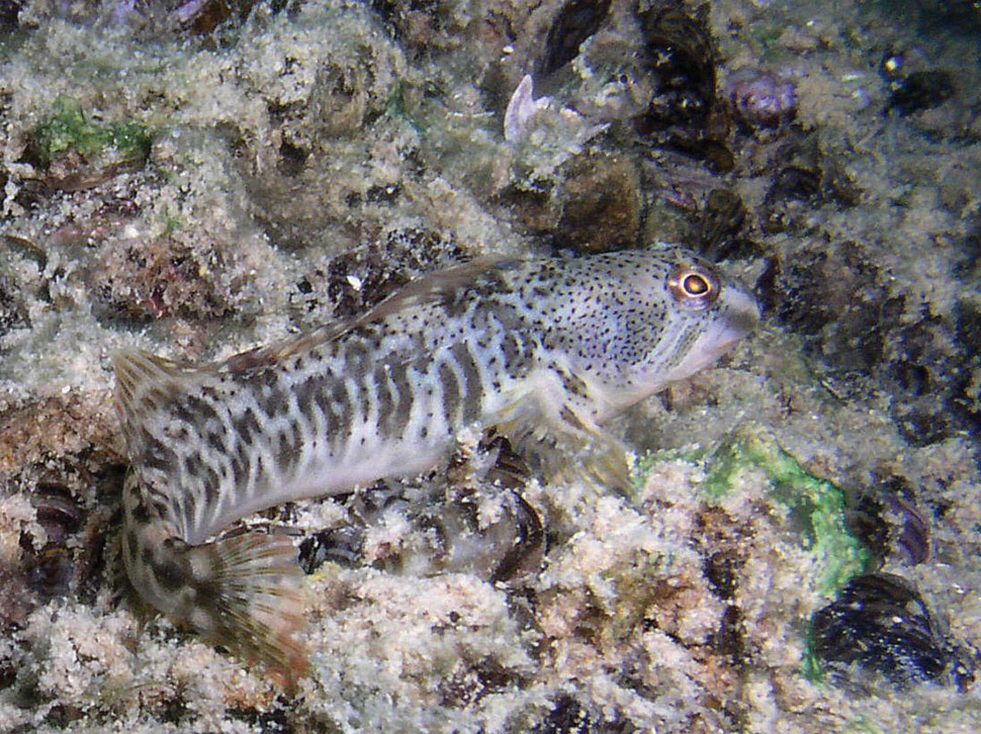  Wer kennt den Süsswasserschleimfisch (Salaria fluviatilis)? Längst nicht alle Fischarten sind allgemein bekannt. Das trifft besonders auf das Tessin zu, wo etliche südliche Arten vorkommen. © wikimedia - Olivier Croissant  
