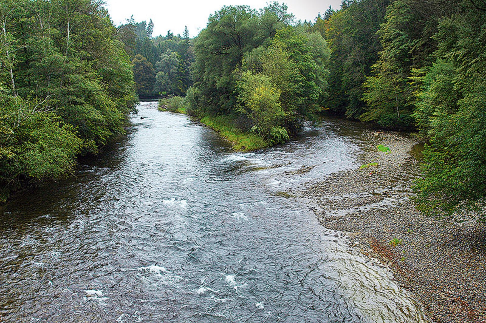  La confluence entre l'Argen supérieure et l'Argen inférieure est un exemple de ce que l'on peut imaginer des sections naturelles d'une rivière à truites lacustres. © Peter Rey  