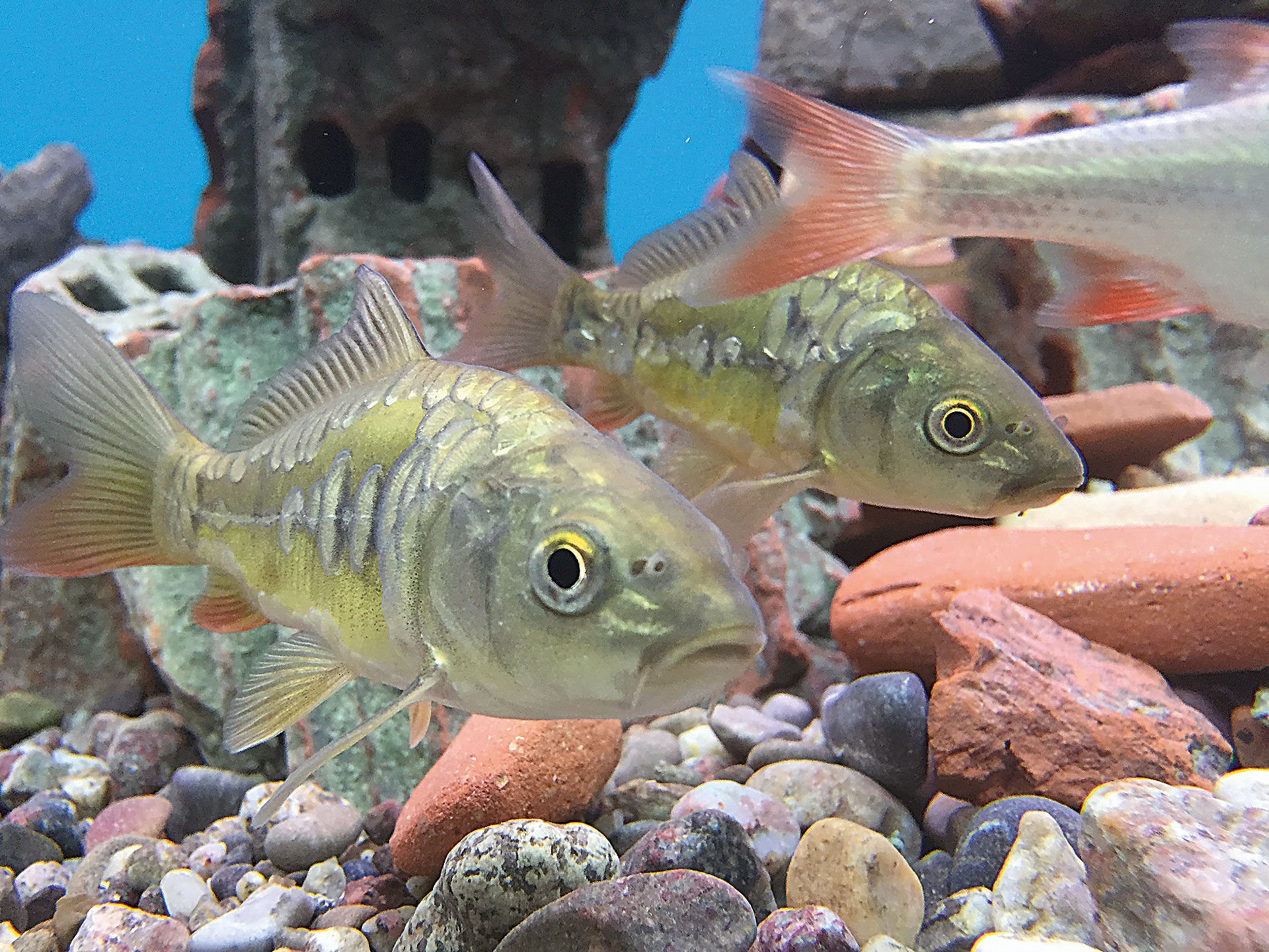  Im Aquarium sind Friedfische deutlich besser geeignet als Raubfische.  