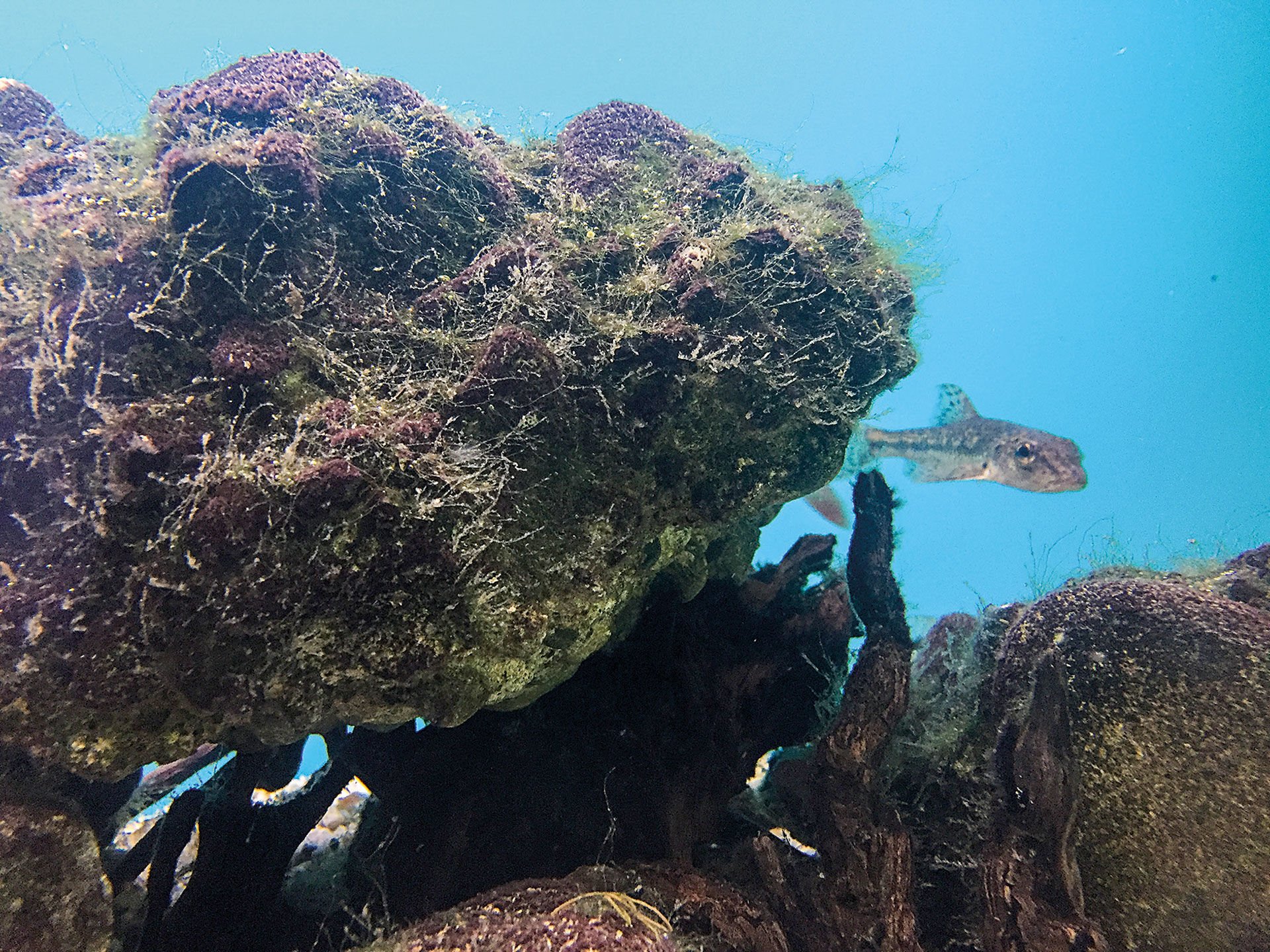  Fische lieben Strukturen – auch im Aquarium sind grosse Steine und Schwemmholz eine Bereicherung.  