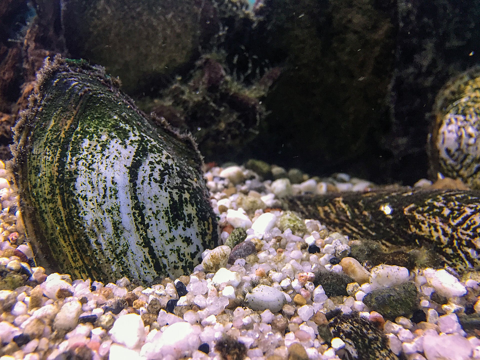  Muschelschalen eigenen sich gut zur Dekoration jedes Kaltwasseraquariums – ob wohl oder übel gehören Muscheln mittlerweile zu fast jedem Süsswassergewässer.  