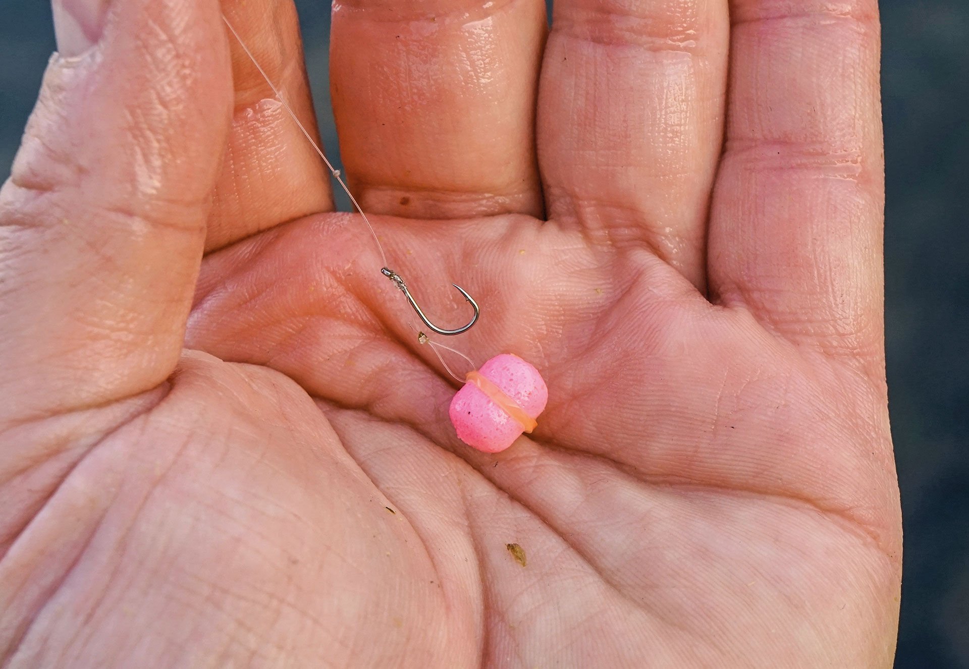  So wird der Dumbell am Latex- oder Pelletband angeködert. Der Haken steht frei und kann bestens im Fischmaul fassen.  