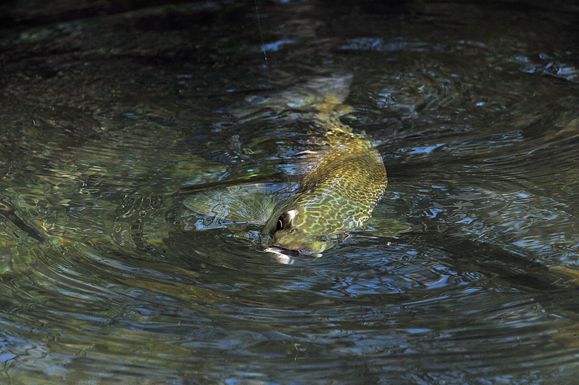  Ein Fisch wie aus einer anderen Welt. Einst im Einzugsgebiet der Adria weit verbreitet, ist die reinrassige Marmorata (Salmo marmoratus) heutzutage selten und akut bedroht.   