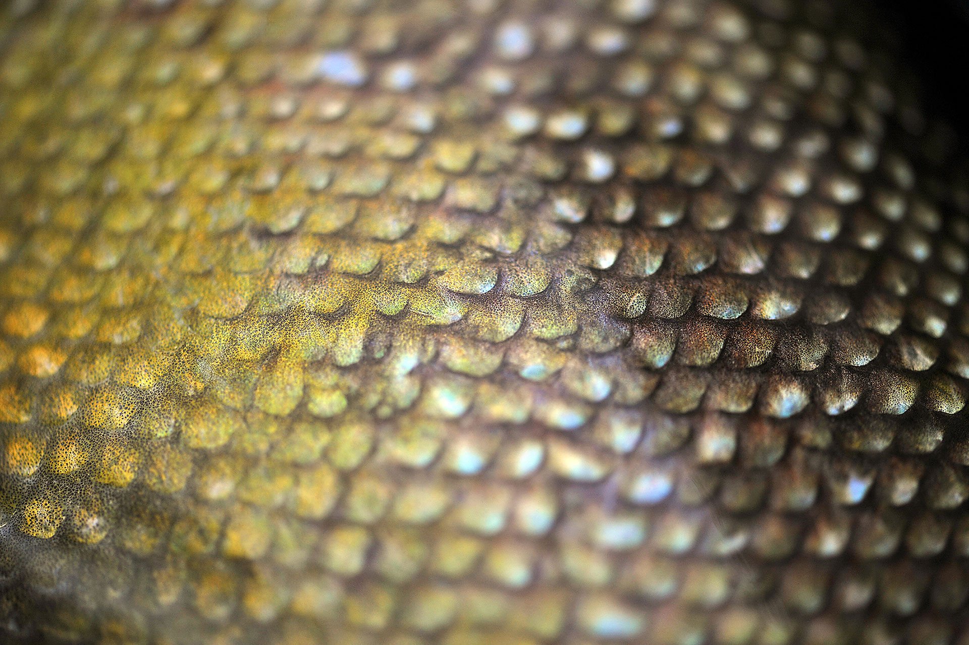  Keine andere Forellenart verfügt über eine solch ausgeprägte Fähigkeit, sich zu tarnen. Die Farbgebung kann entsprechend der Umgebung und Aktivität des Fischs in kürzester Zeit geändert werden und variiert in grünen und orange- goldenen Tönungen.  