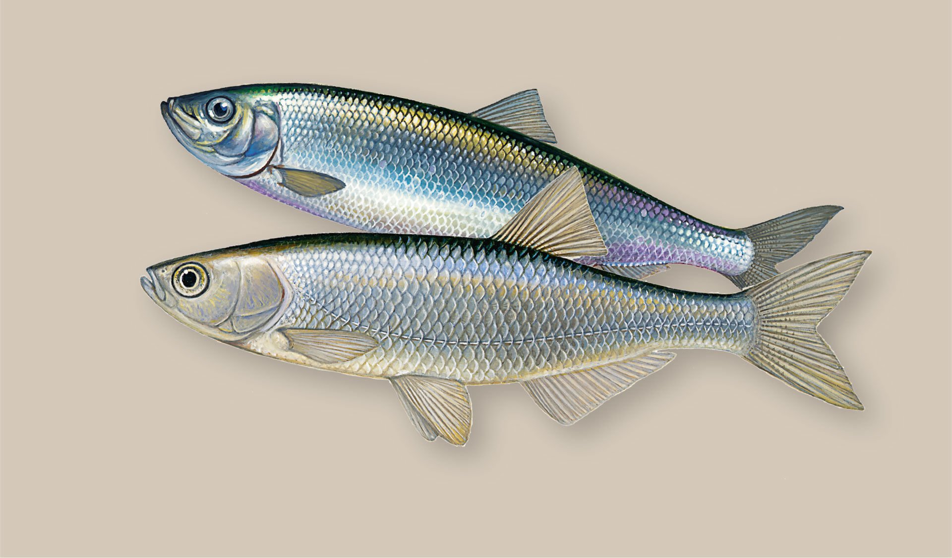  Hering (oben) und Läugel. Der silberne Weissfisch ist den Heringen verblüffend ähnlich und schmeckt als Rollmops (fast) gleich.   © Jürgen Scholz  