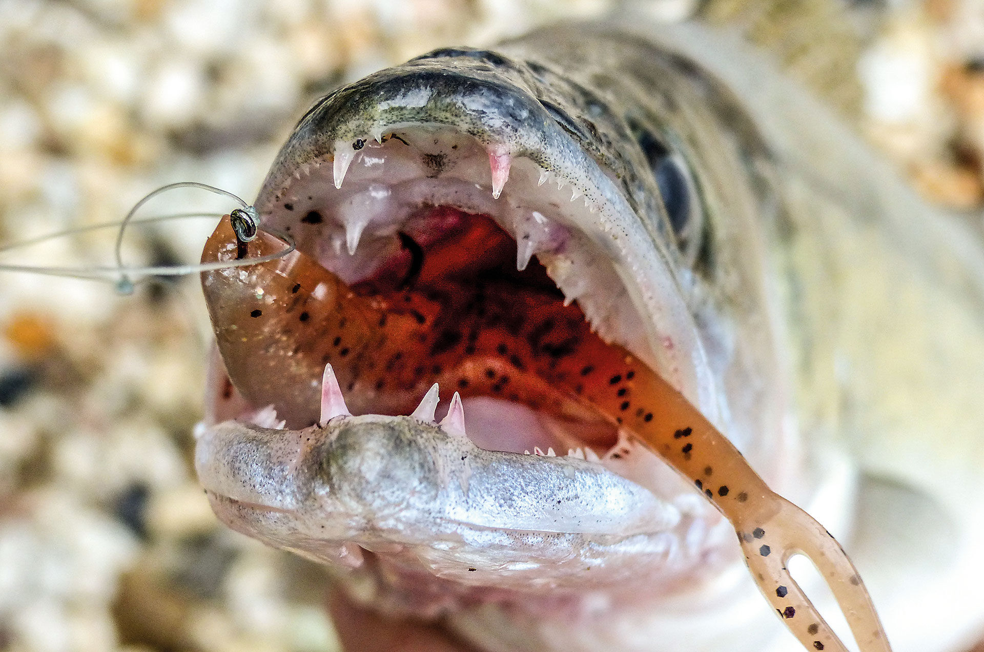  Weicher Gummifisch (Q-Fish 13) nach dem Einsaugen im Zandermaul. Der gefaltete Köder ist im Maul und der Einzelhaken (Gr. 1/0 bis 2/0) fasst häufig im Bereich des Gaumens.  