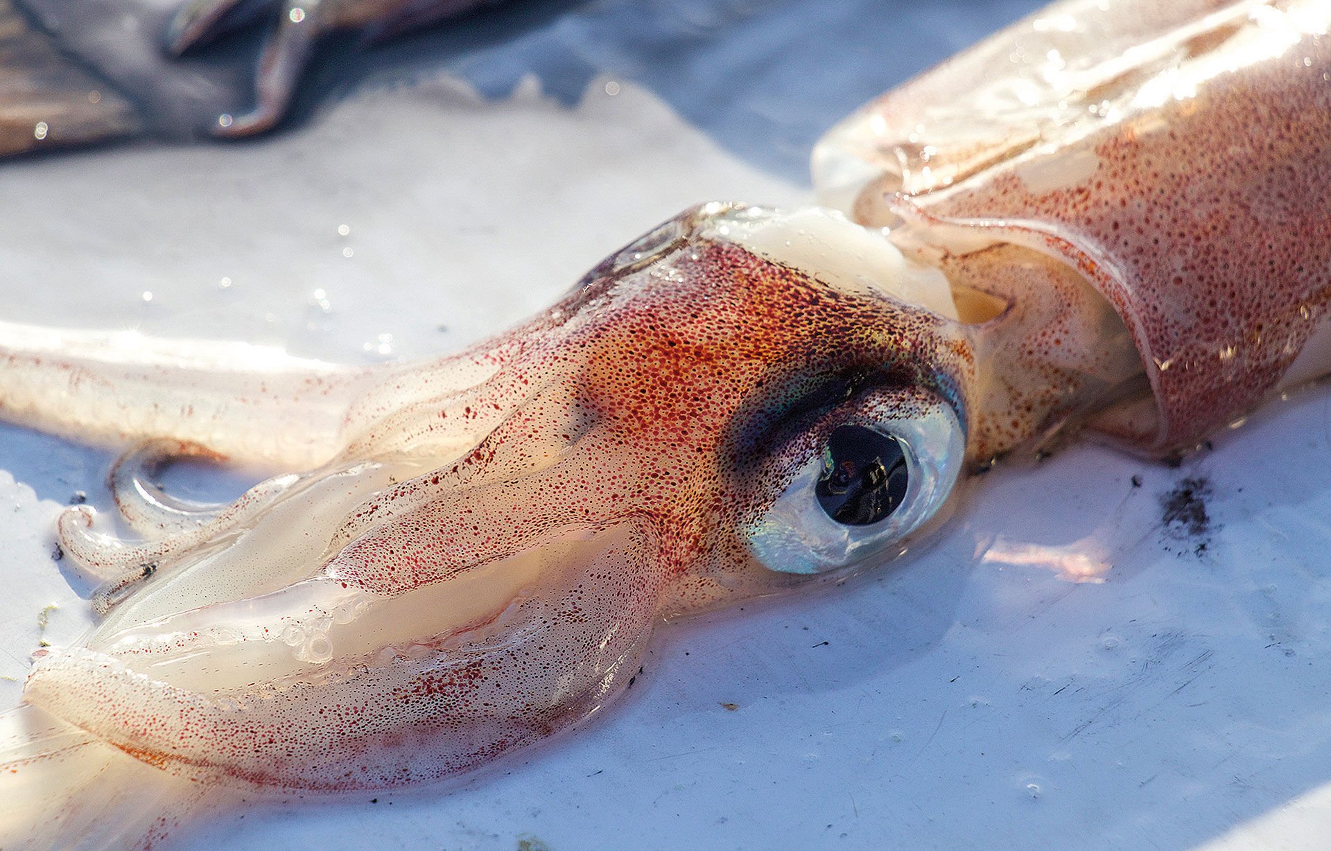  Die grossen Augen der Kalmare haben eine hohe Lichtausbeute.  