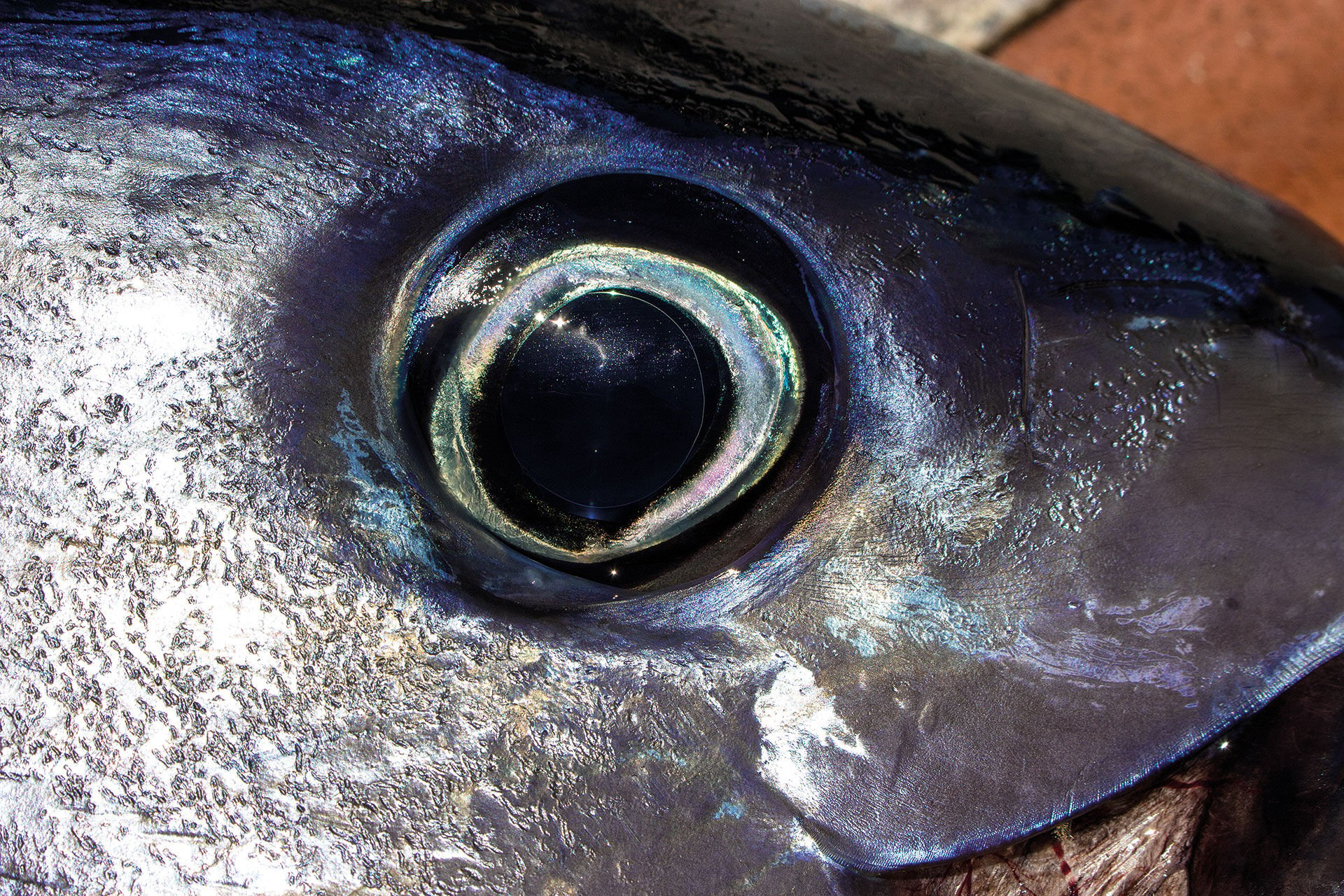  Die auffällig grossen Augen eines Blauflossen-Thunfischs halten, was sie  zu sein scheinen. Eine weitentwickelte Sehkraft im klaren, offenen Meer mit beachtlichen, lichtdurchlässigen Pupillen.  