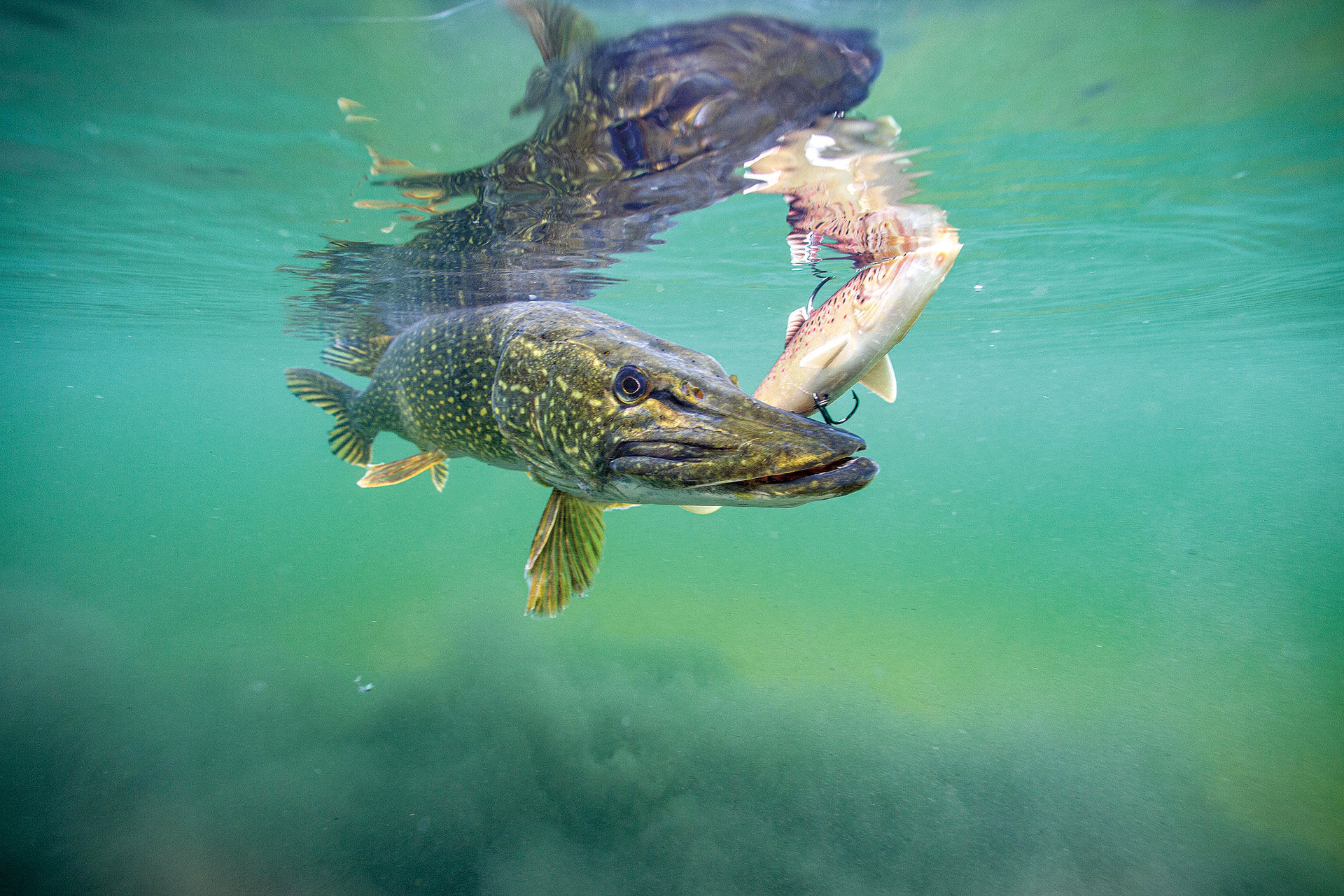 Ein gutes Beispiel für ein gelungenes Fangfoto, wenn der Fisch wieder «released» werden soll. Der Hecht muss das Wasser nicht verlassen.  