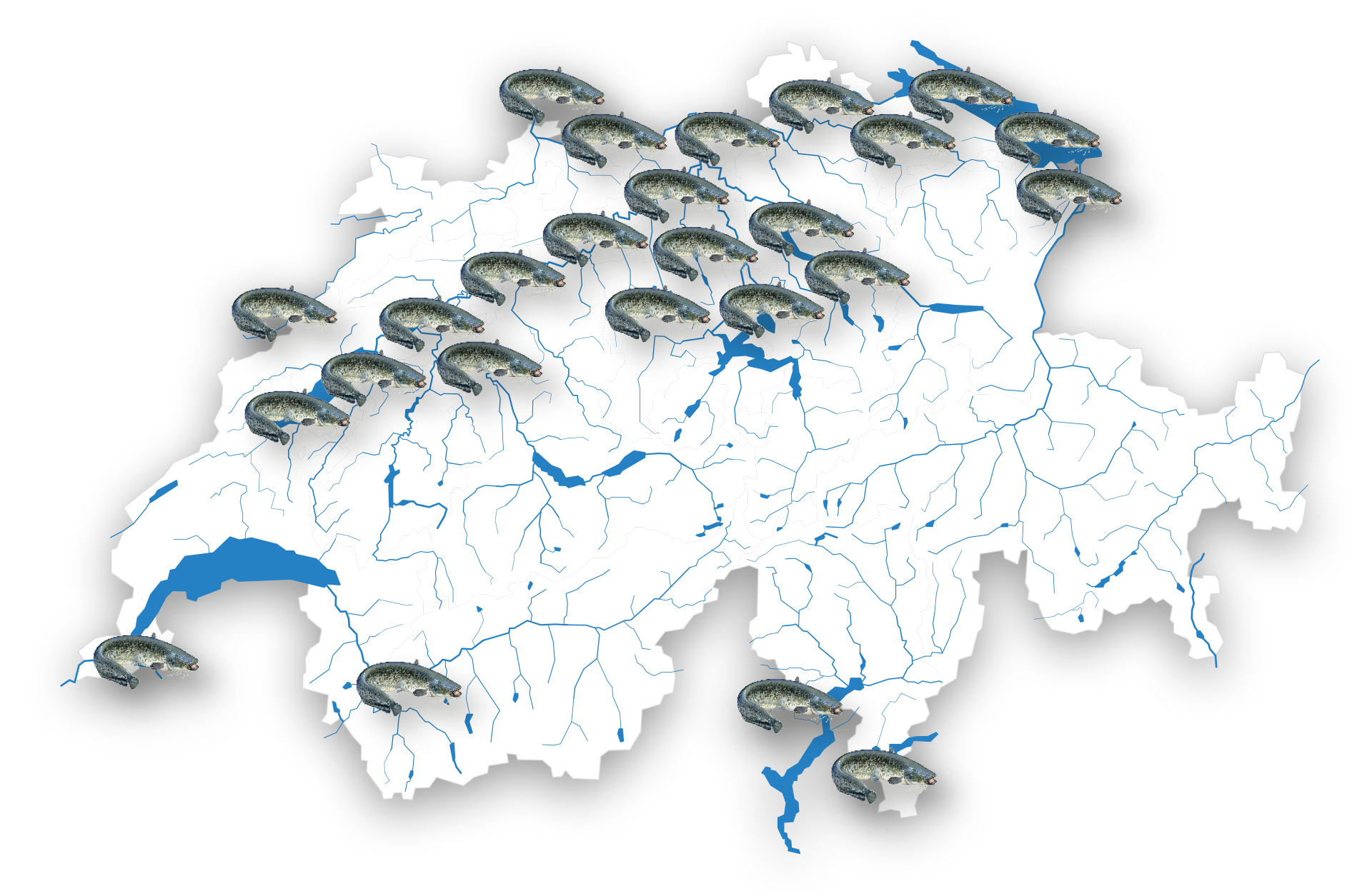  Die aktuelle Verbreitung des Welses in der Schweiz auf einen Blick. Der Wels kommt in vielen Schweizer Gewässern schon lange vor. Aber dessen Fang war die meiste Zeit eher zufällig. Das ändert sich gerade. Quelle: lepus.unine.ch/carto/70063  